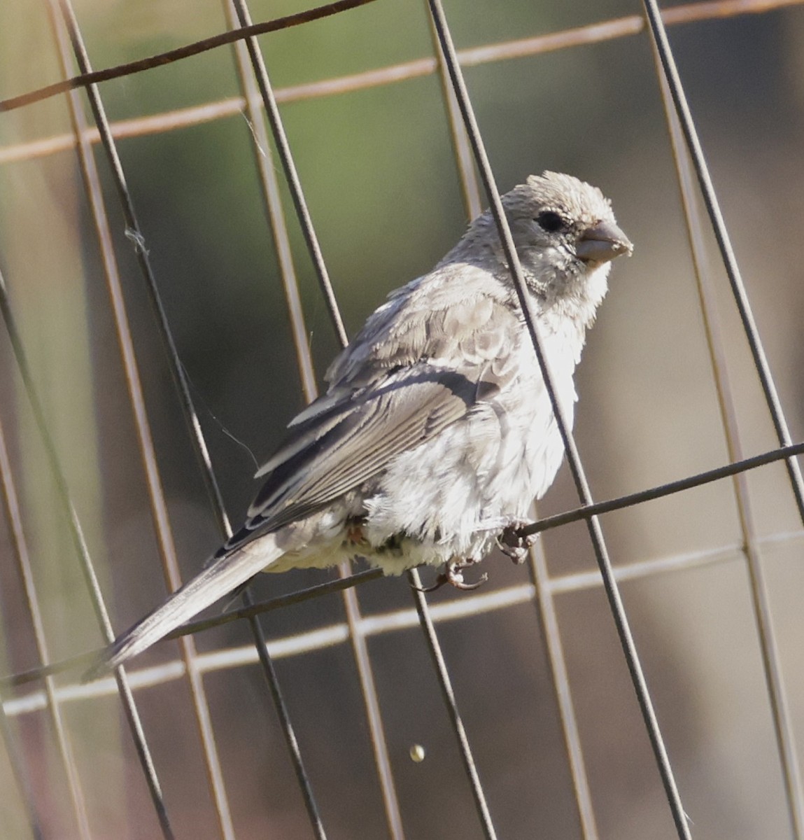 House Finch - ML642046025