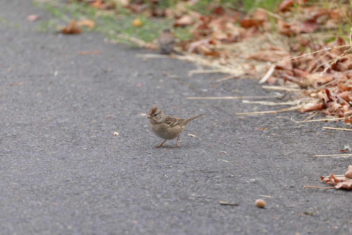 White-crowned Sparrow - ML642046030