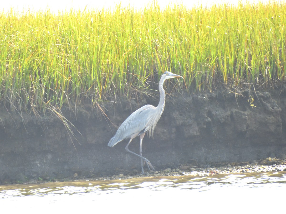 Great Blue Heron - ML642046034