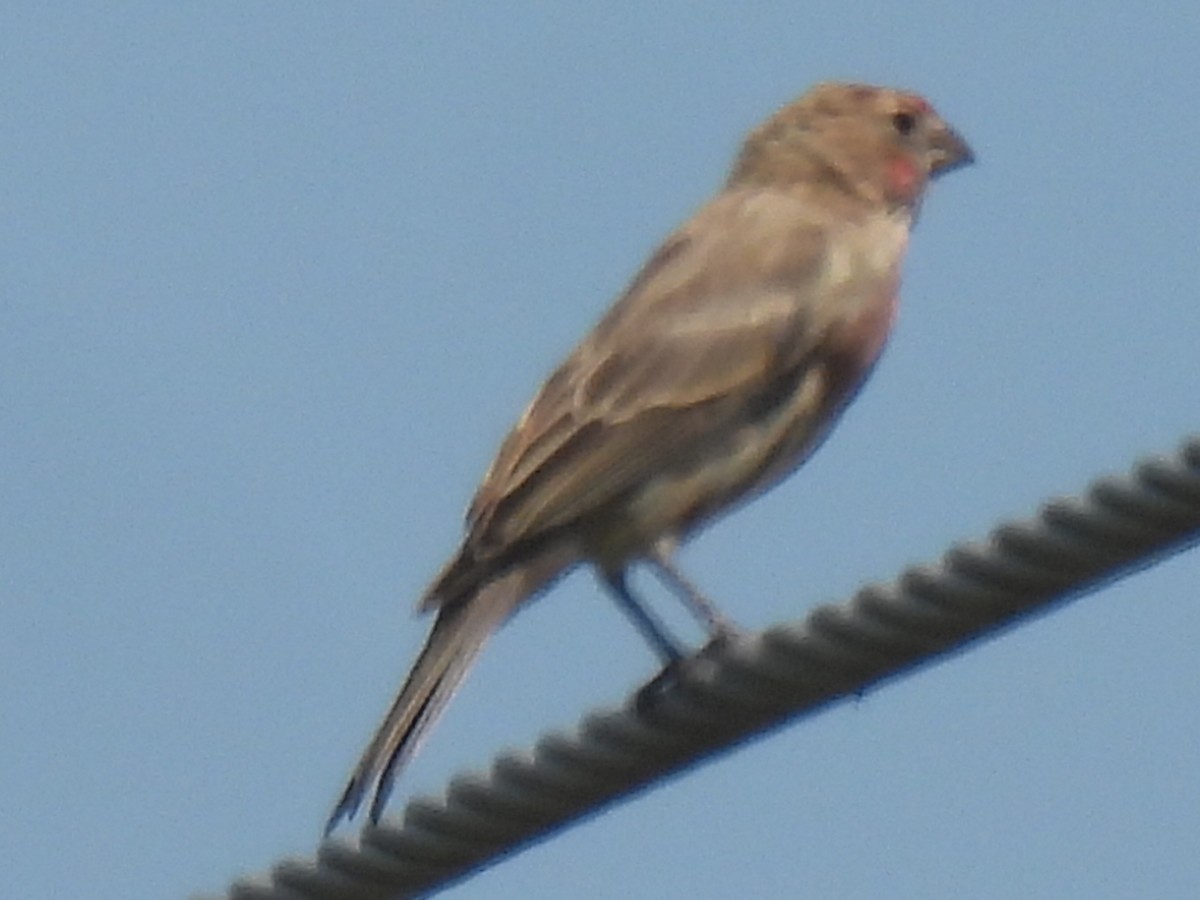 House Finch - ML642046041