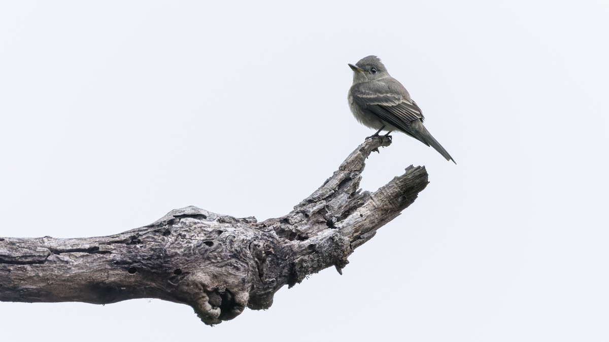 Western Wood-Pewee - ML642046043