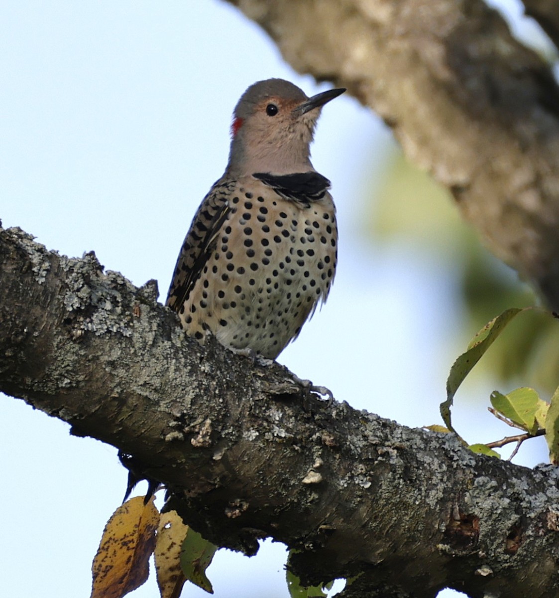 Northern Flicker - ML642046049
