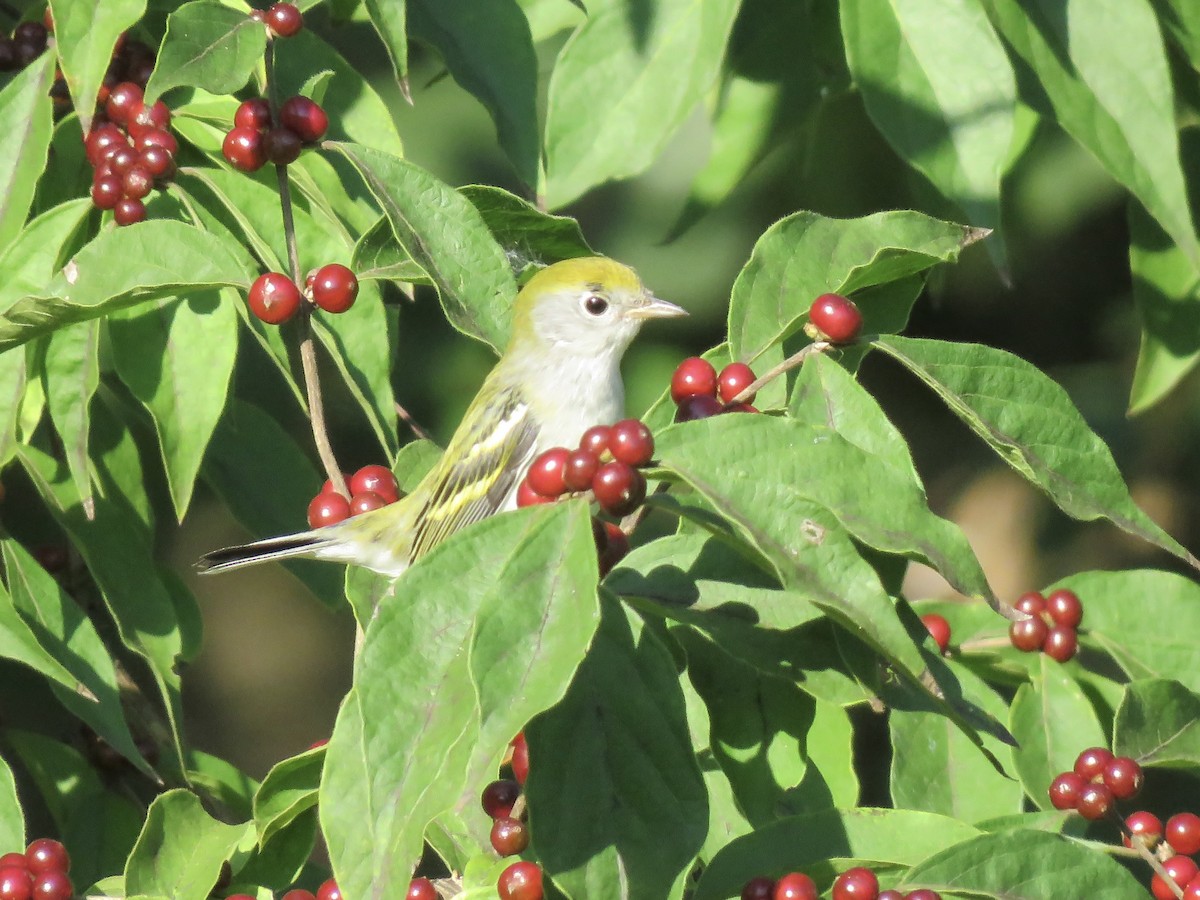 Chestnut-sided Warbler - ML642046050
