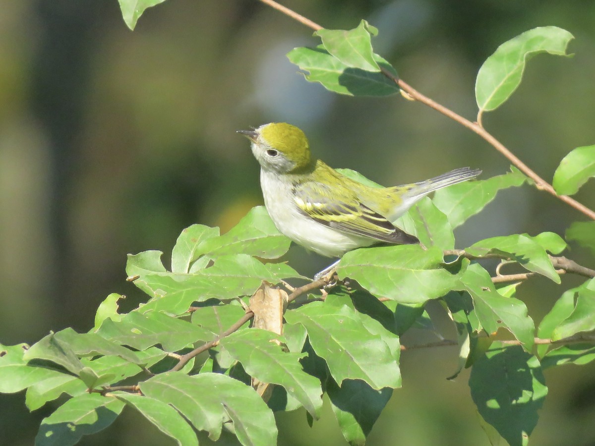 Chestnut-sided Warbler - ML642046051