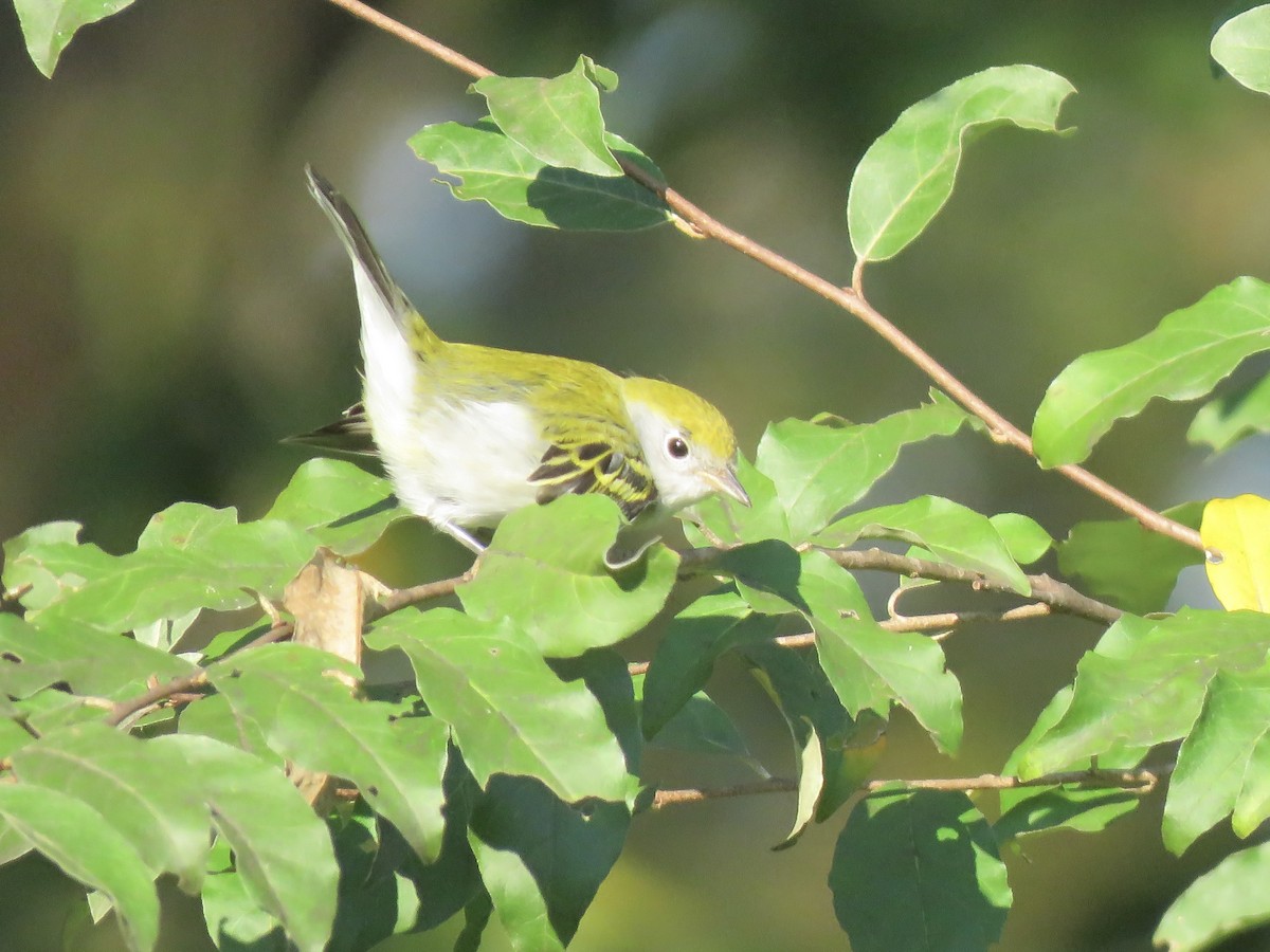 Chestnut-sided Warbler - ML642046052