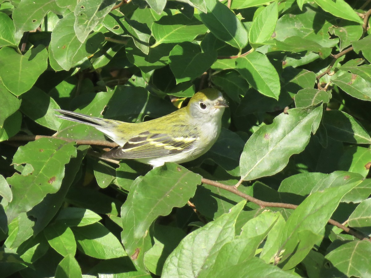 Chestnut-sided Warbler - ML642046053