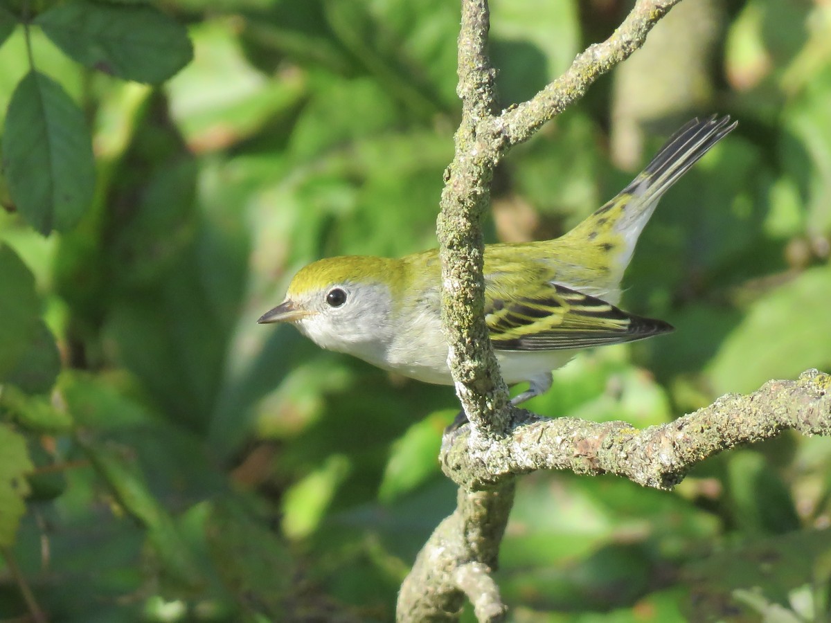 Chestnut-sided Warbler - ML642046054