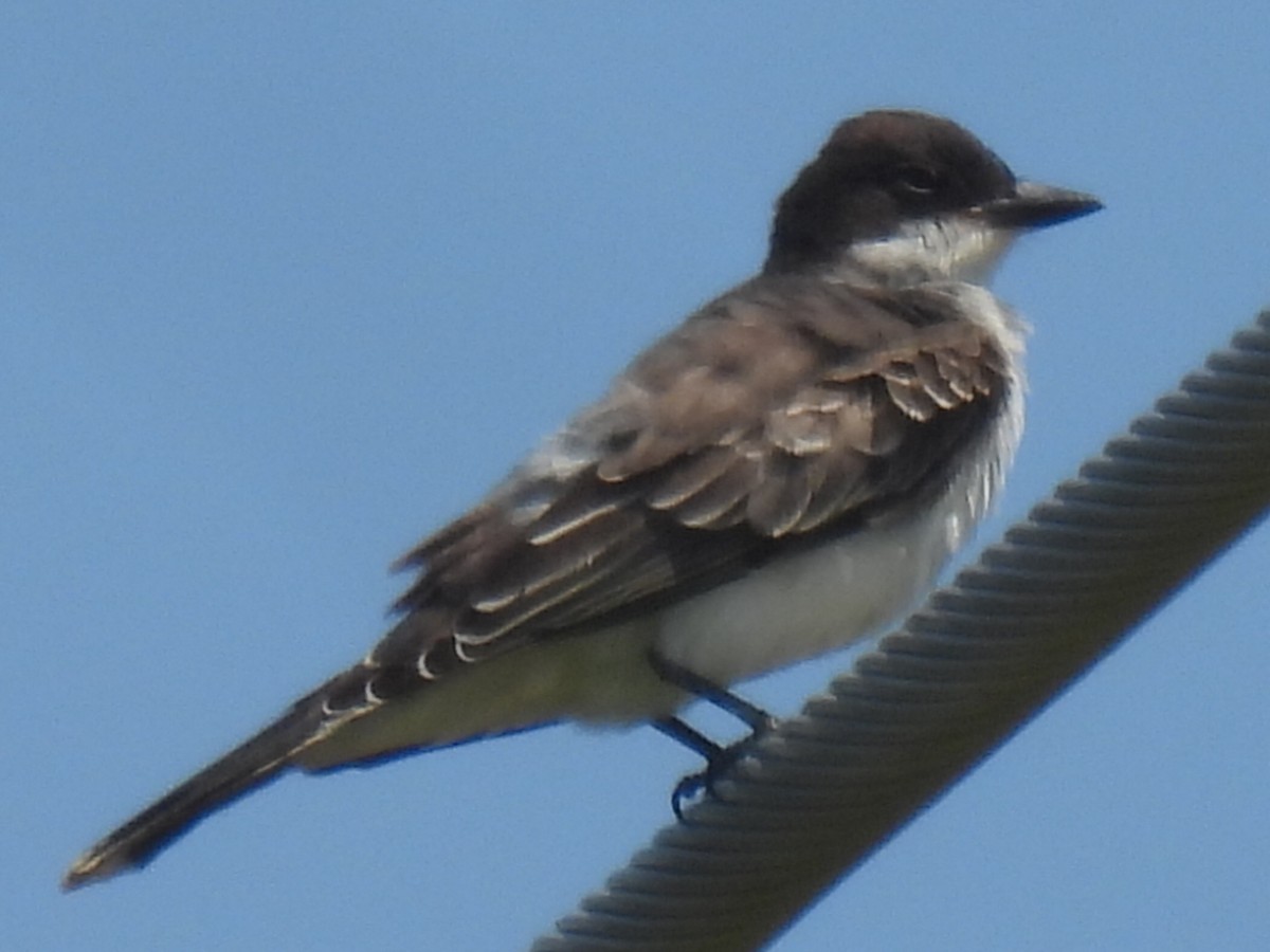 Eastern Kingbird - ML642046056