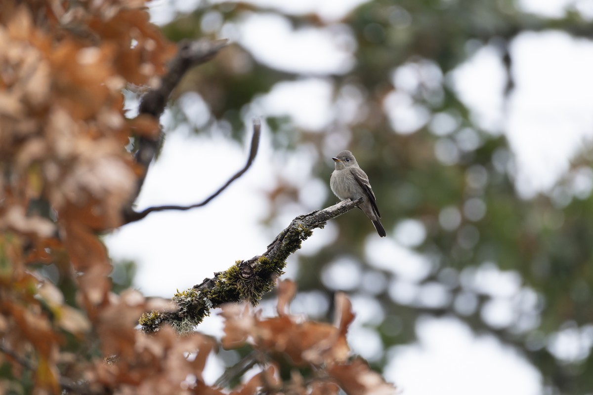 Western Wood-Pewee - ML642046057
