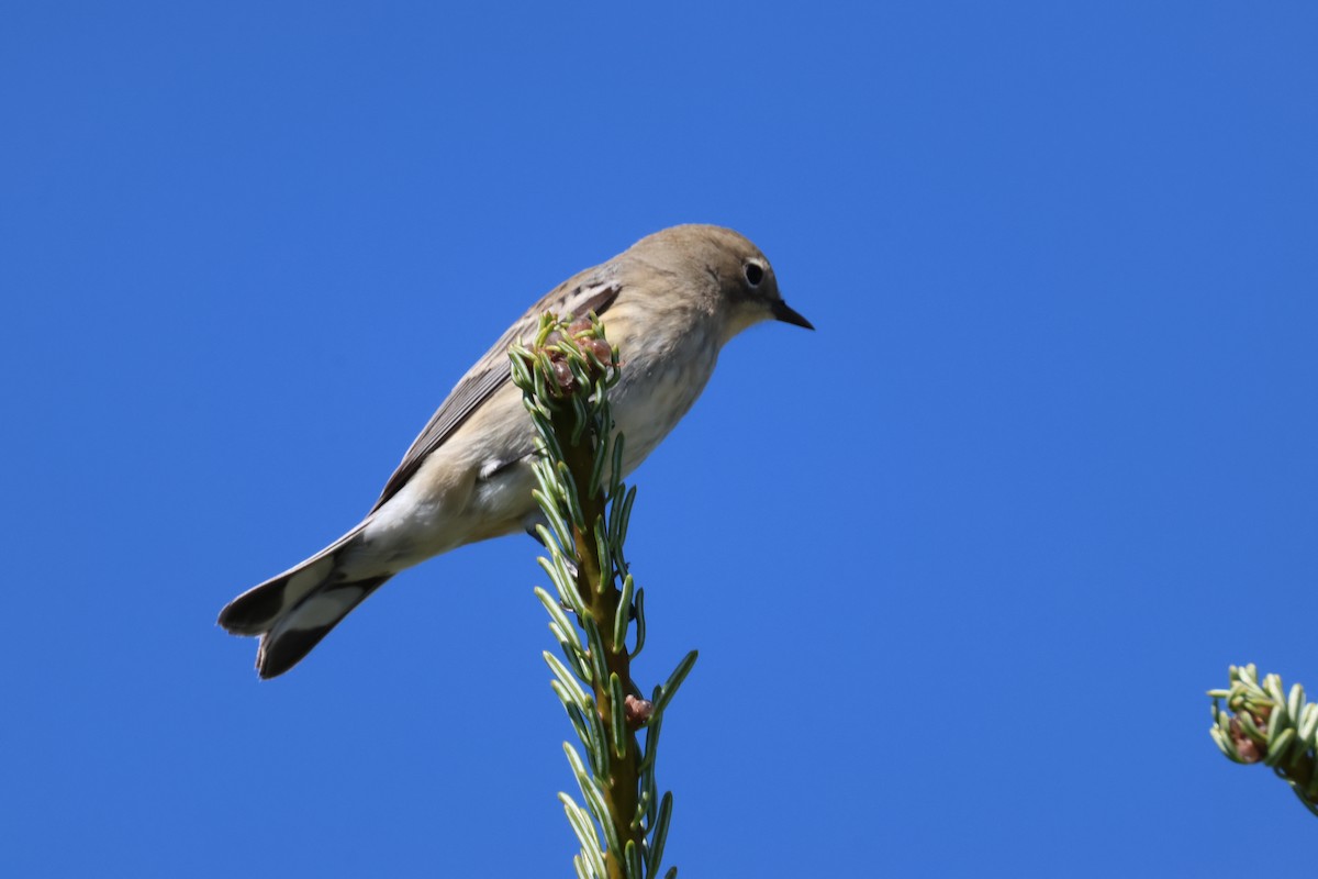 Yellow-rumped Warbler (Myrtle) - ML642046058