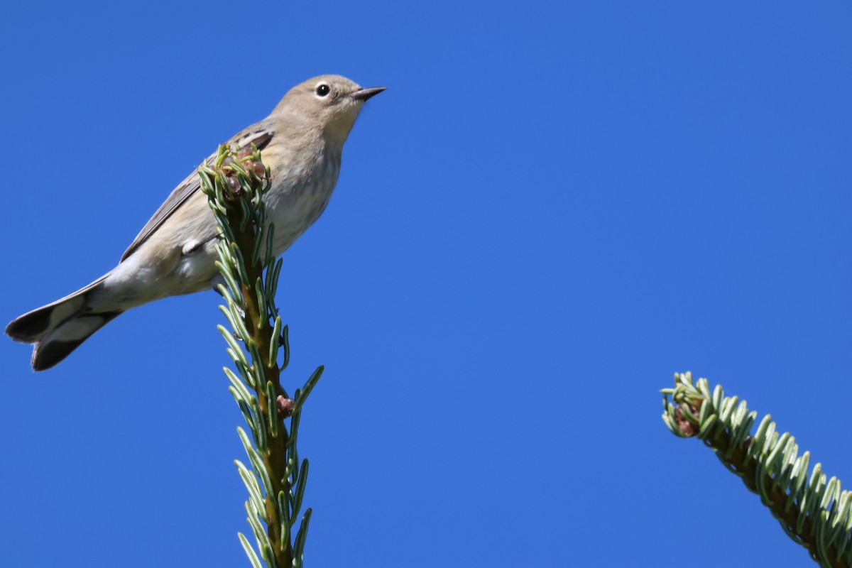 Yellow-rumped Warbler (Myrtle) - ML642046059