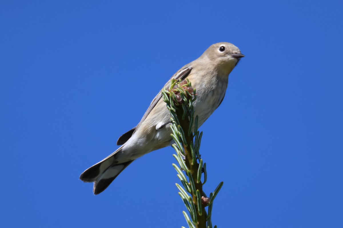 Yellow-rumped Warbler (Myrtle) - ML642046061