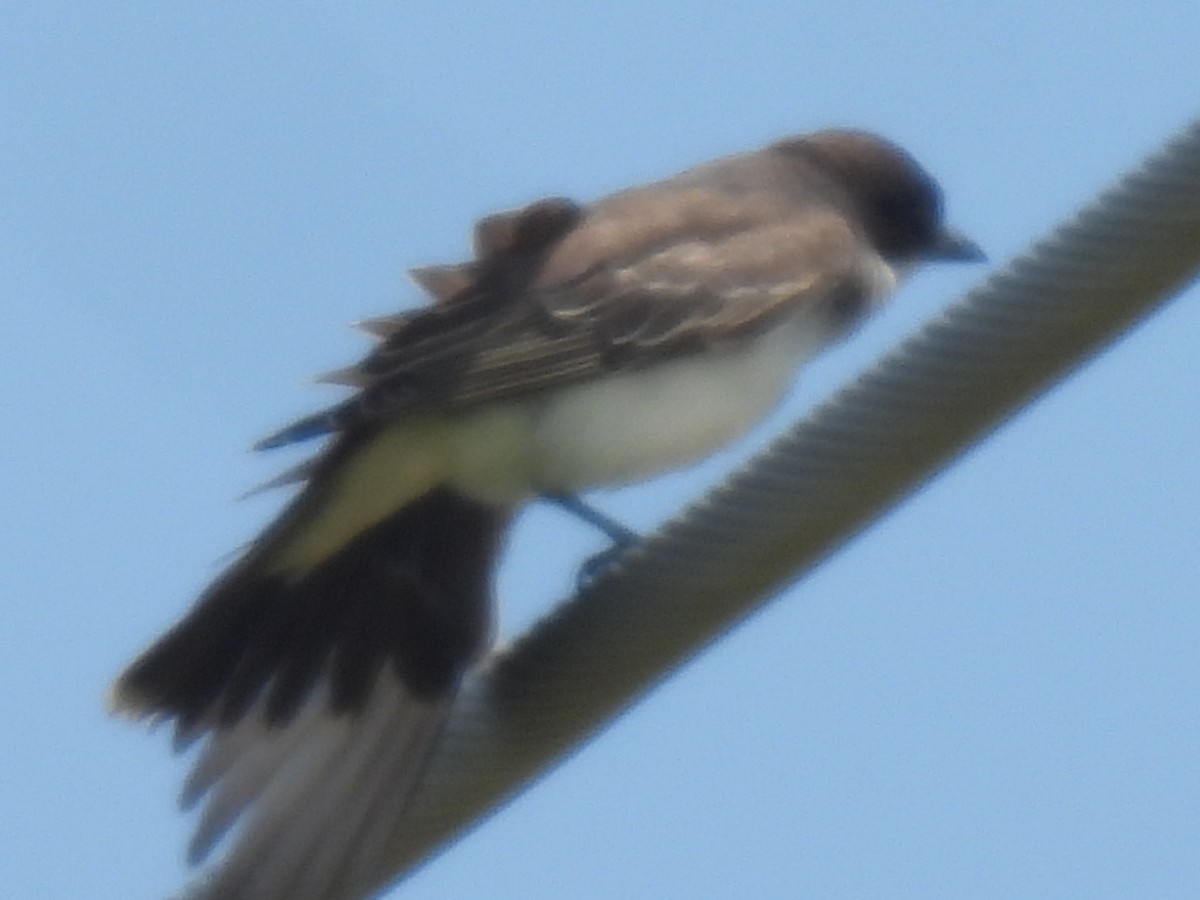Eastern Kingbird - ML642046063