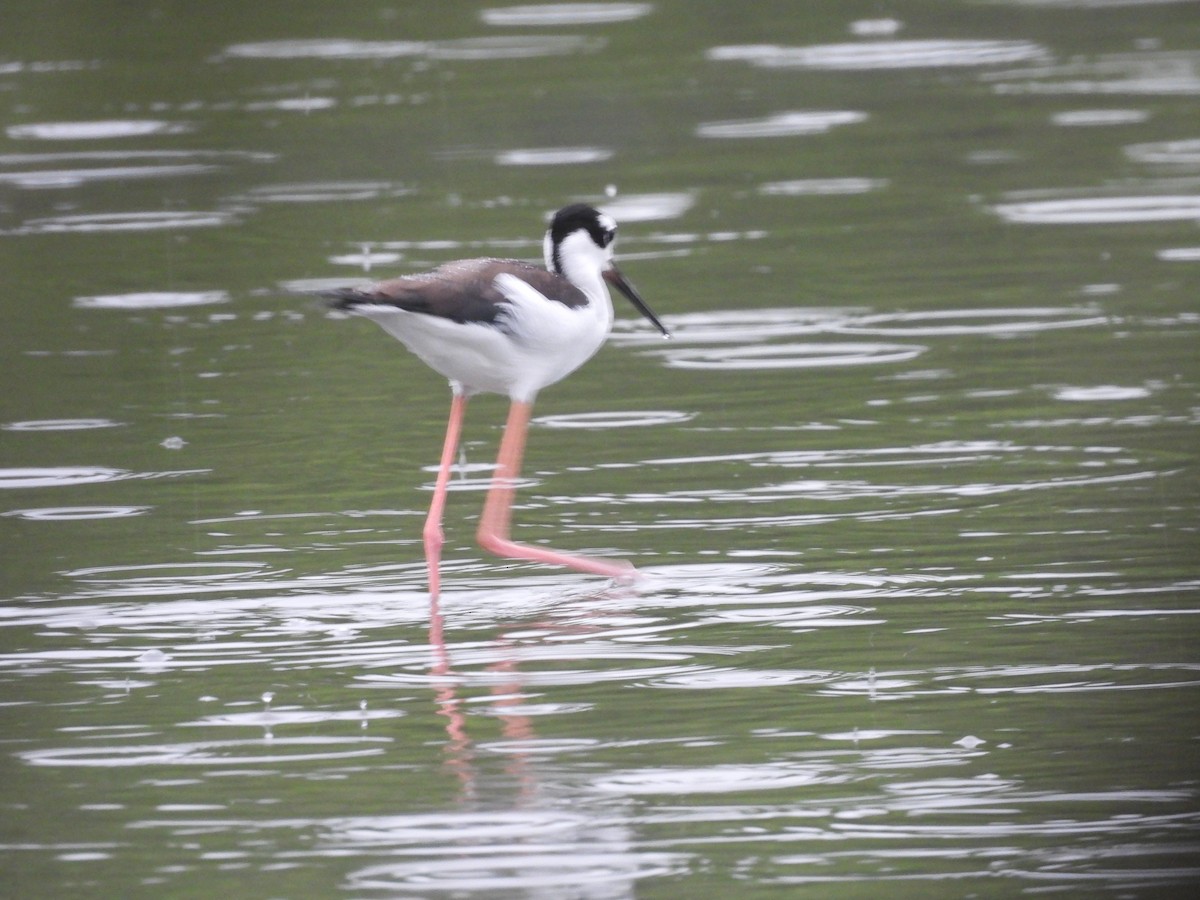 Black-necked Stilt - ML642046068