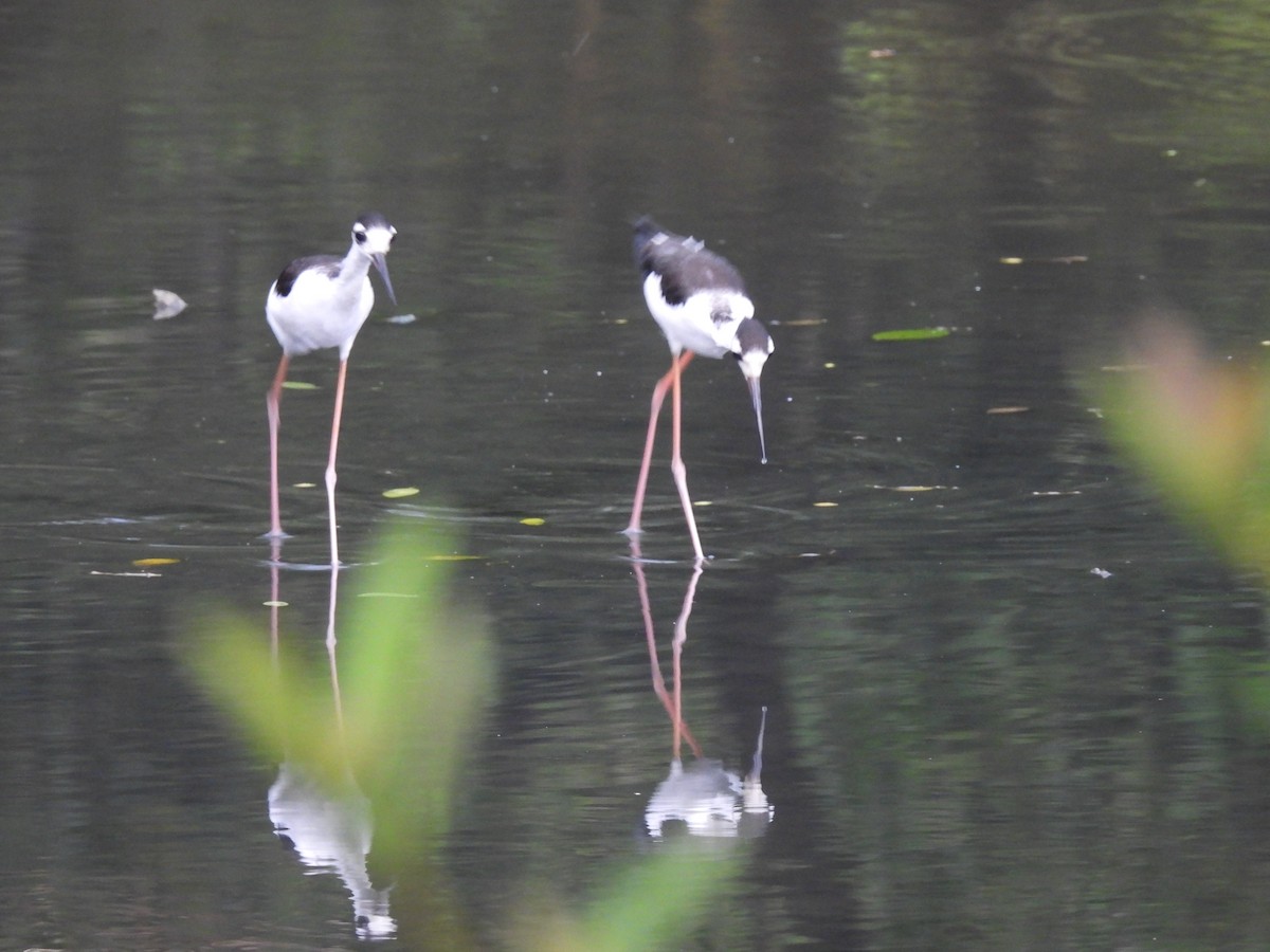 Black-necked Stilt - ML642046069