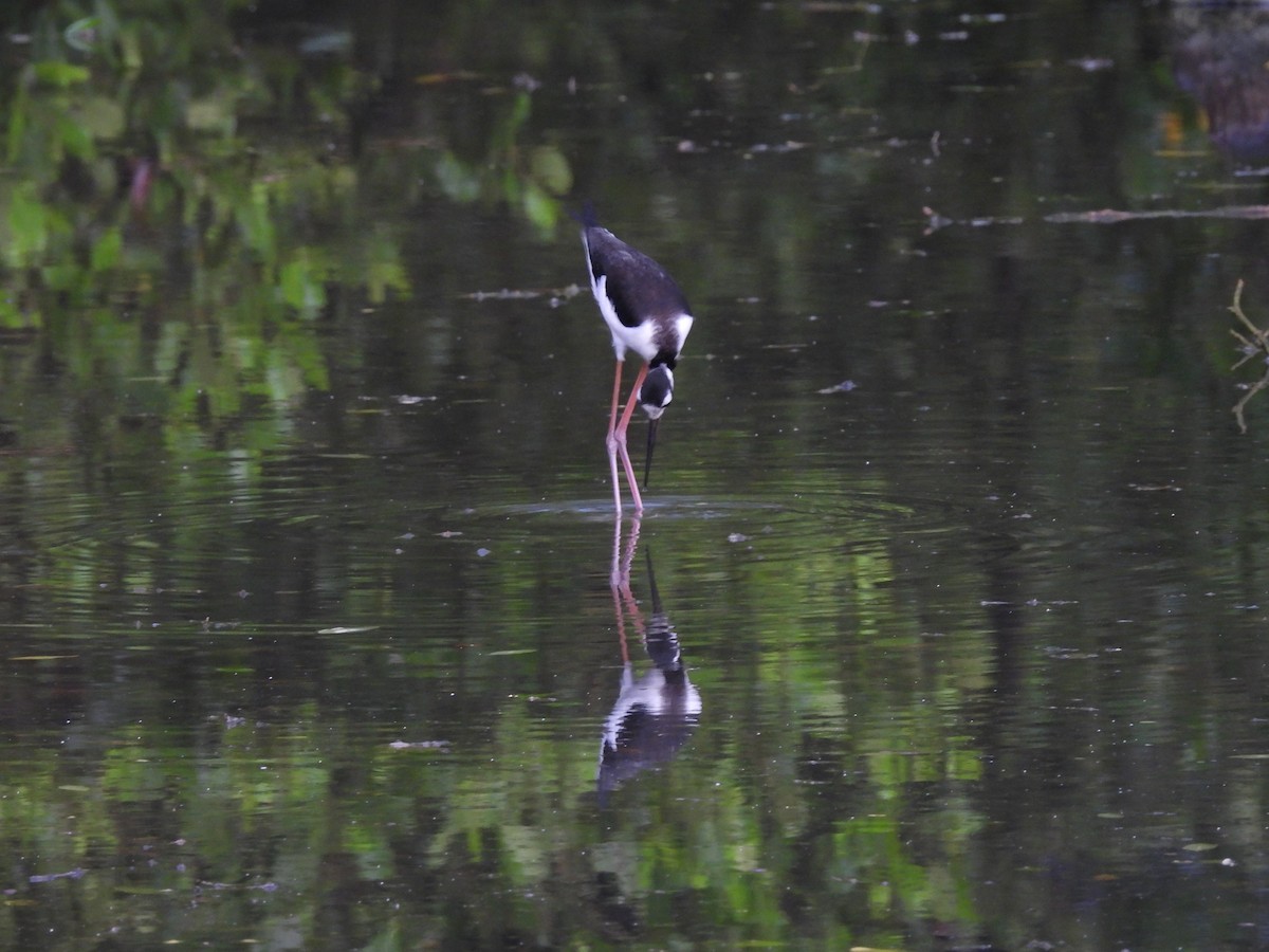 Black-necked Stilt - ML642046071