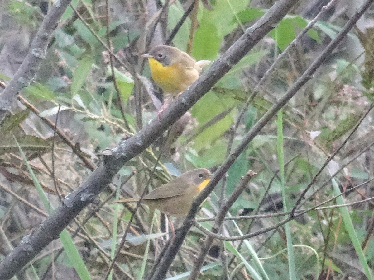Common Yellowthroat - ML642046074