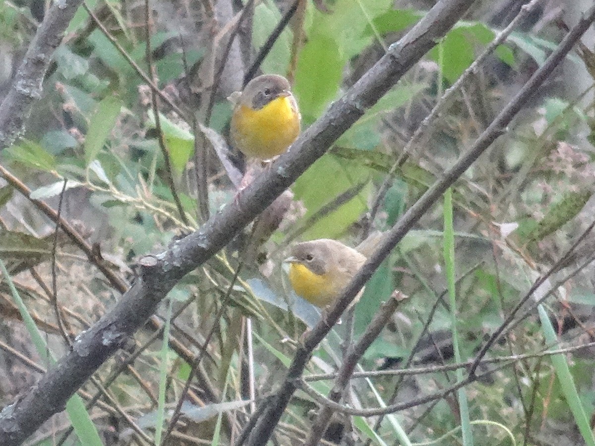 Common Yellowthroat - ML642046075