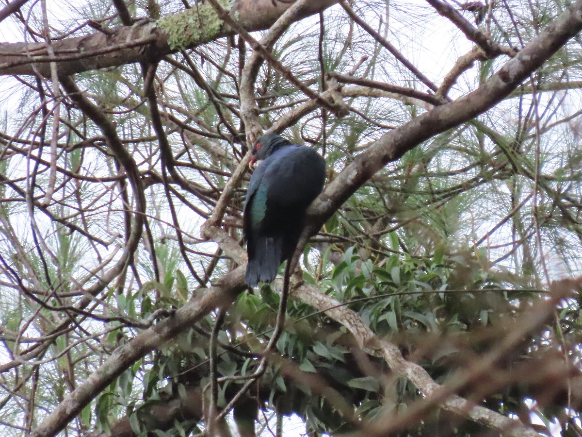 Metallic Pigeon (Metallic) - ML642046077