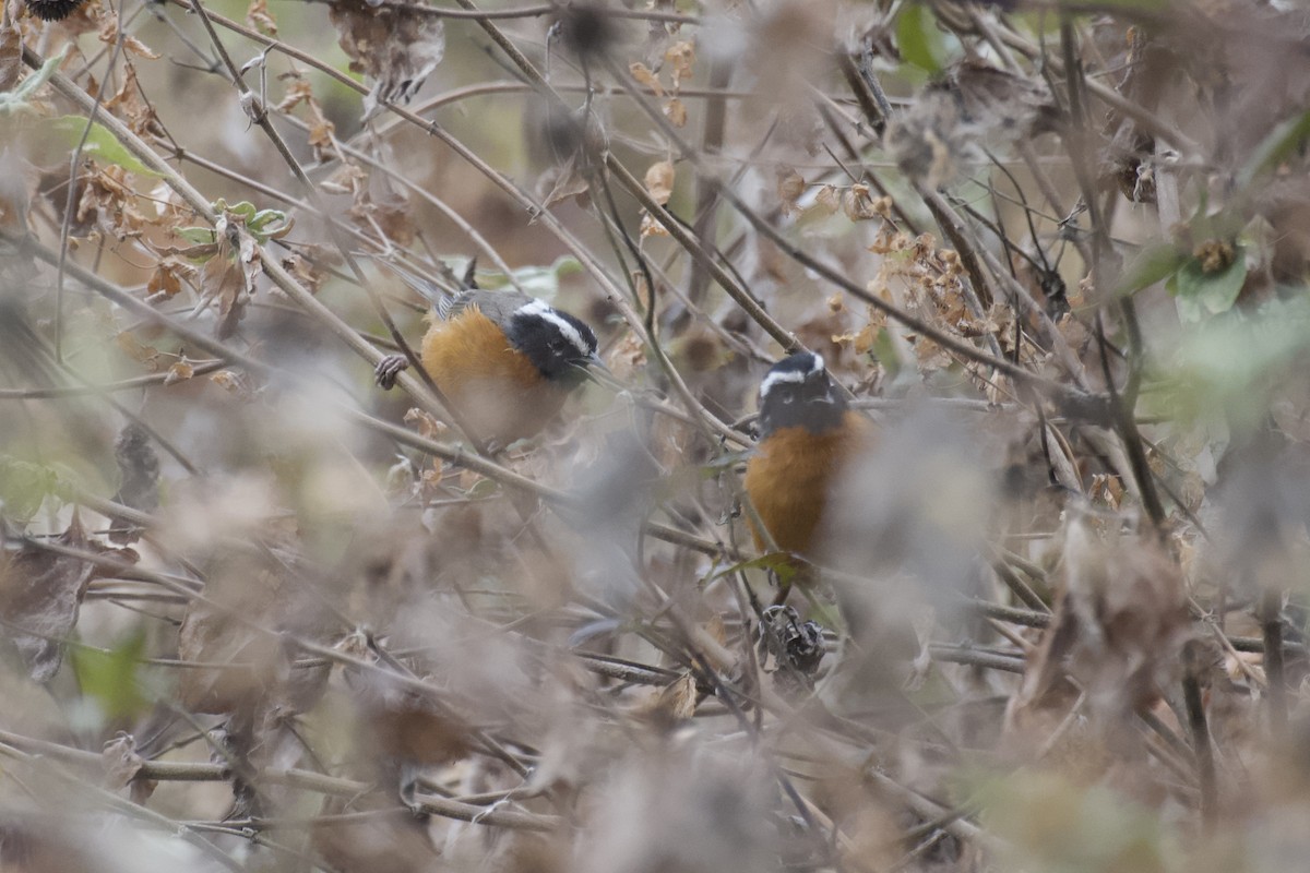 Black-eared Hemispingus (Piura) - ML642046079