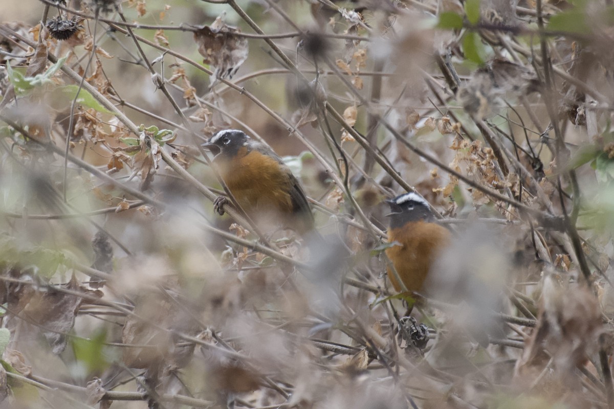 Black-eared Hemispingus (Piura) - ML642046080