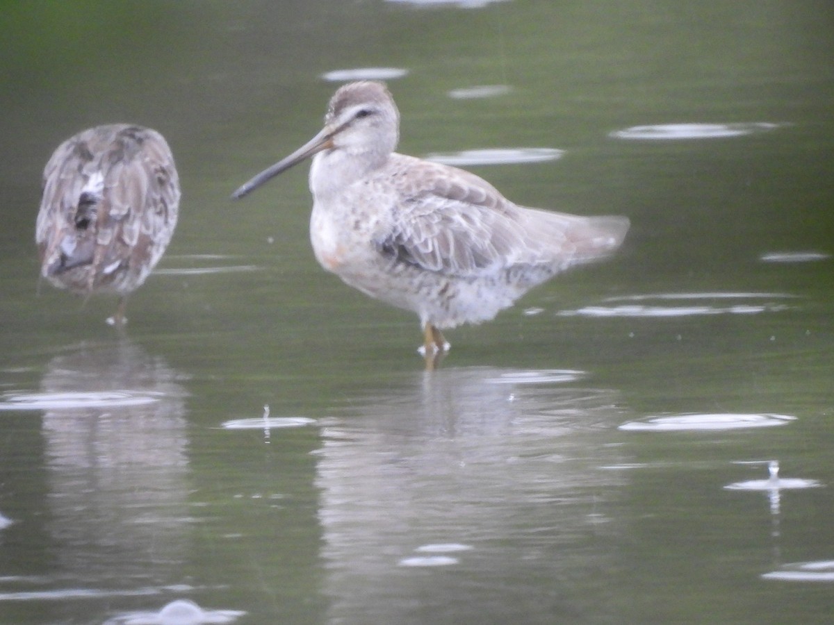 Short-billed Dowitcher - ML642046081