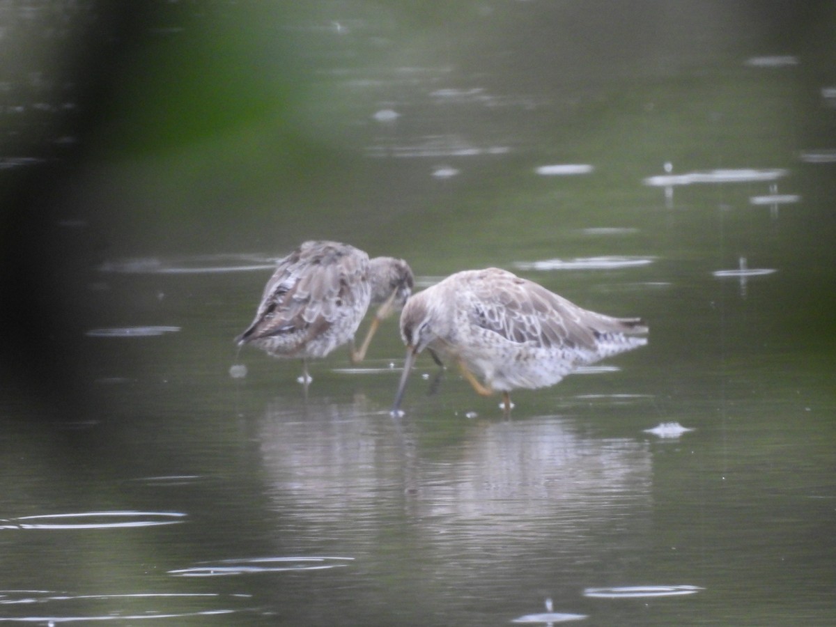 Short-billed Dowitcher - ML642046082
