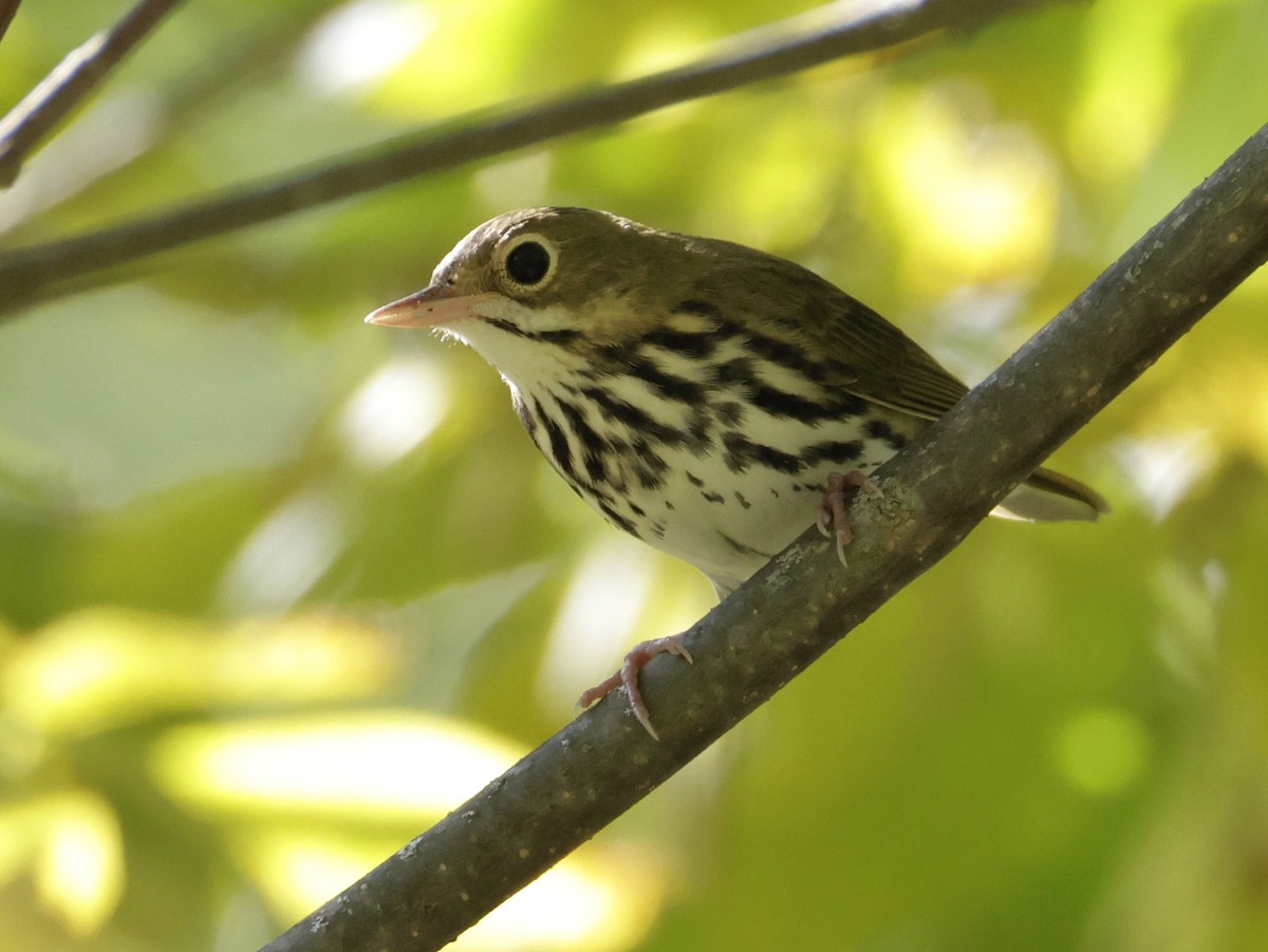 Ovenbird - ML642046083