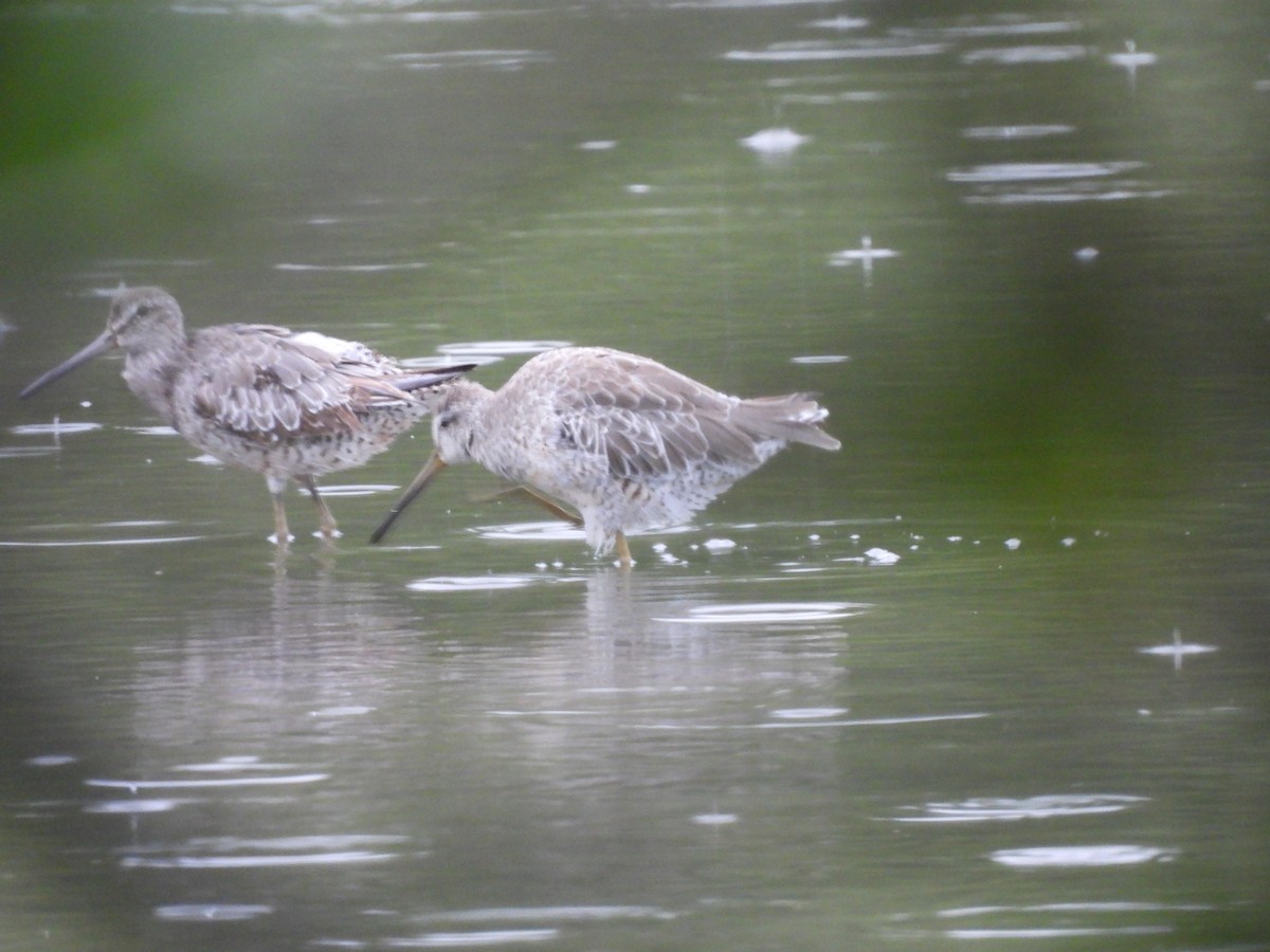 Short-billed Dowitcher - ML642046084