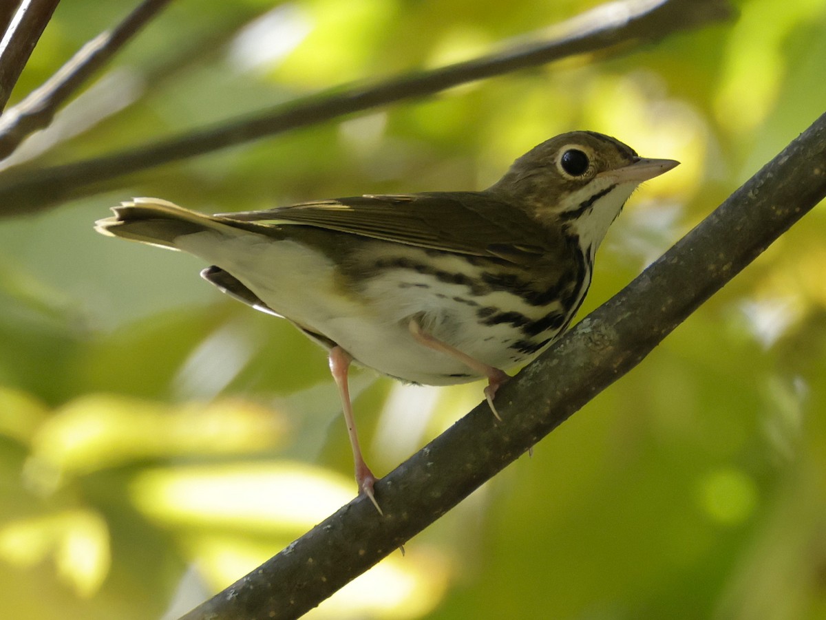 Ovenbird - ML642046086