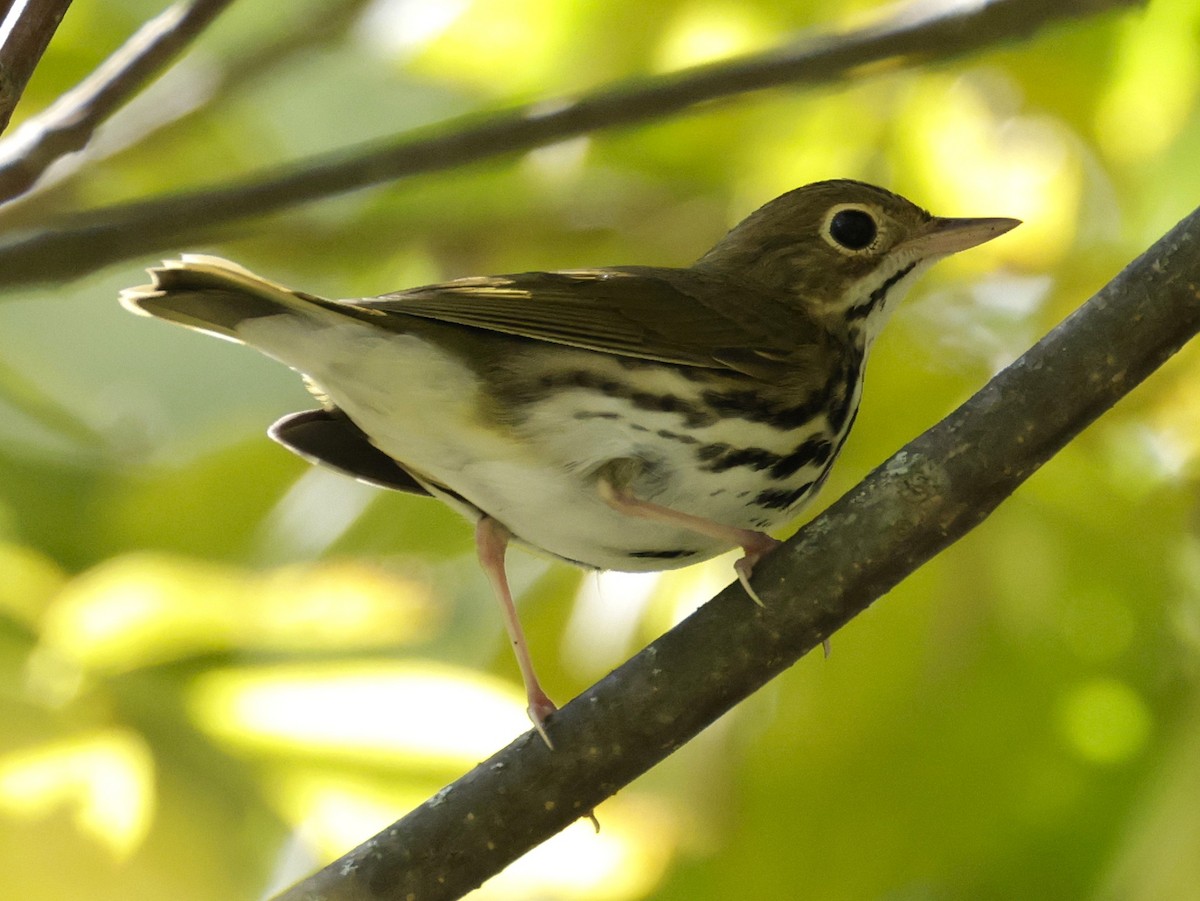 Ovenbird - ML642046087