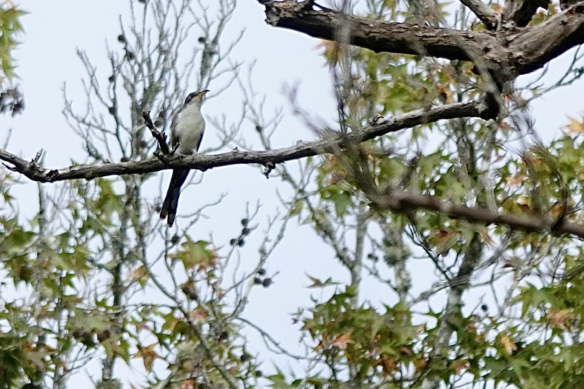 Yellow-billed Cuckoo - ML642046092