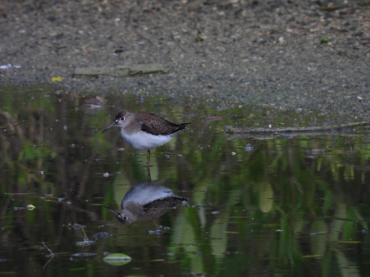 Spotted Sandpiper - ML642046094