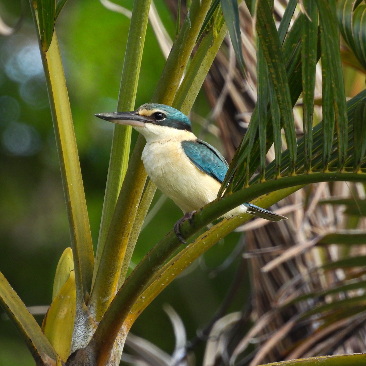 Sacred Kingfisher - ML642046099