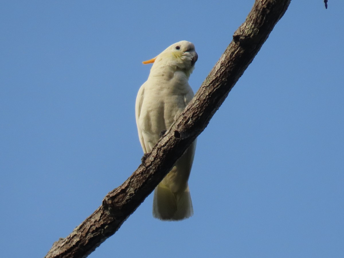 Cacatúa de Sumba - ML642046102
