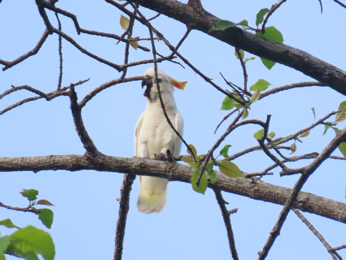 Cacatúa de Sumba - ML642046103