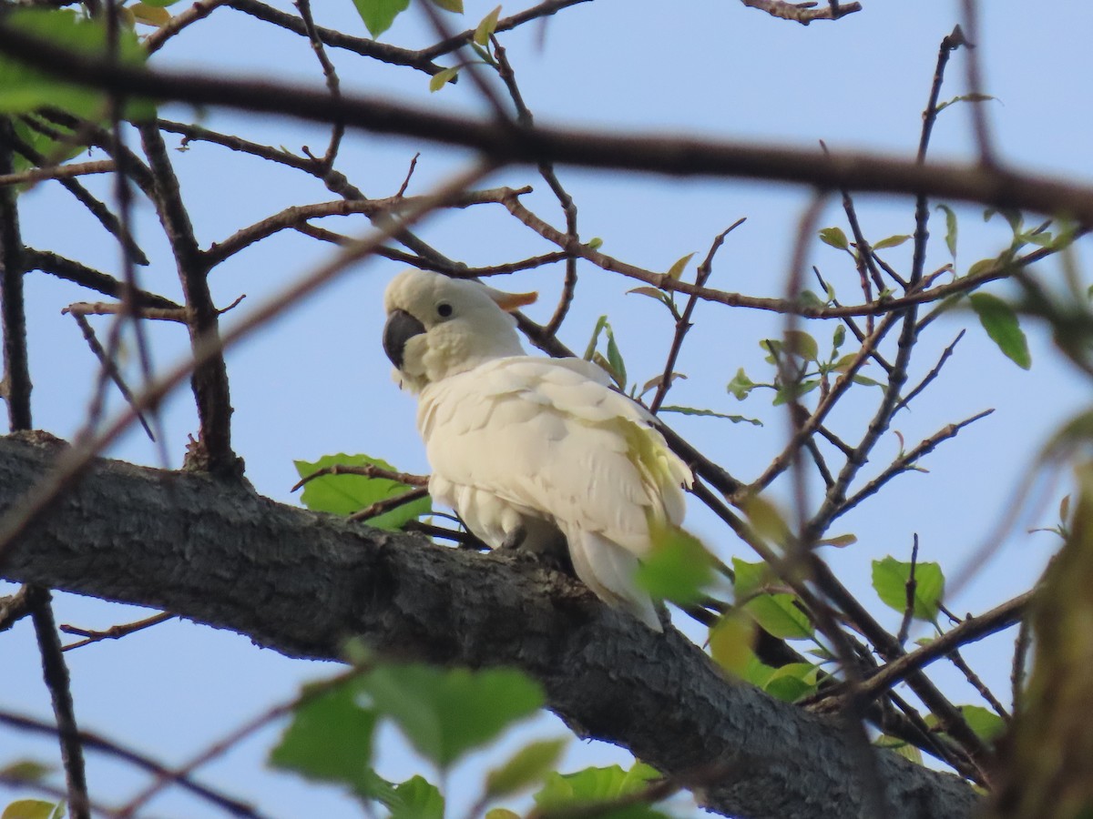Cacatúa de Sumba - ML642046104