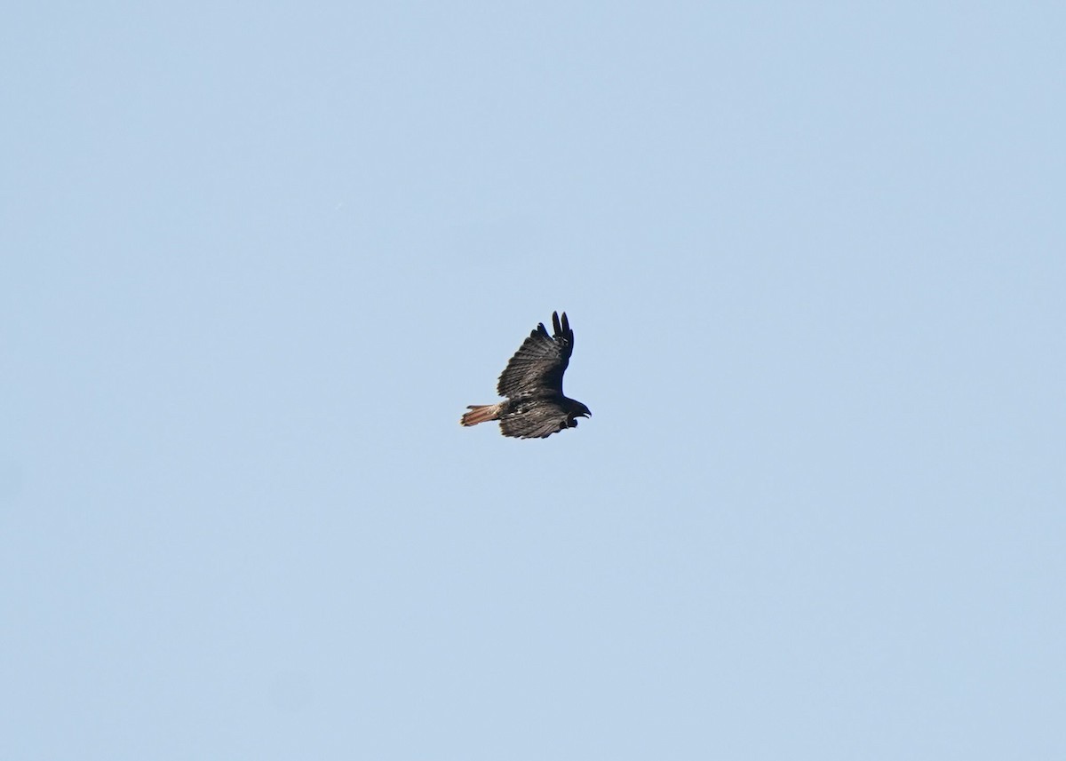 Red-tailed Hawk - ML642046136
