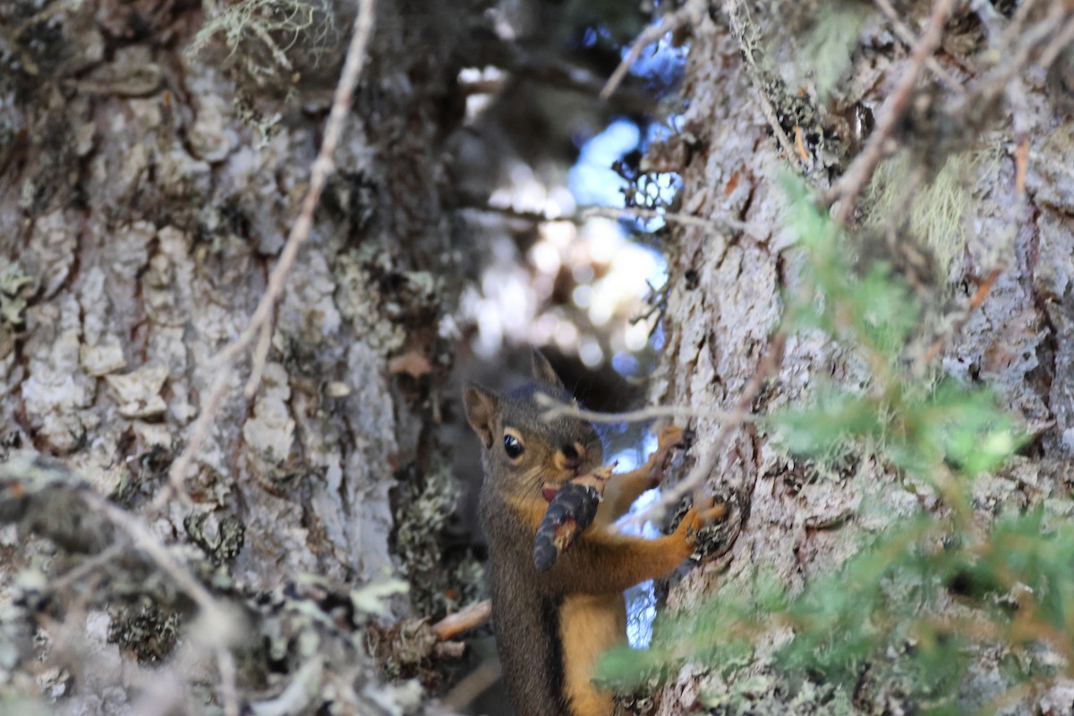 Mammals - ML642046141