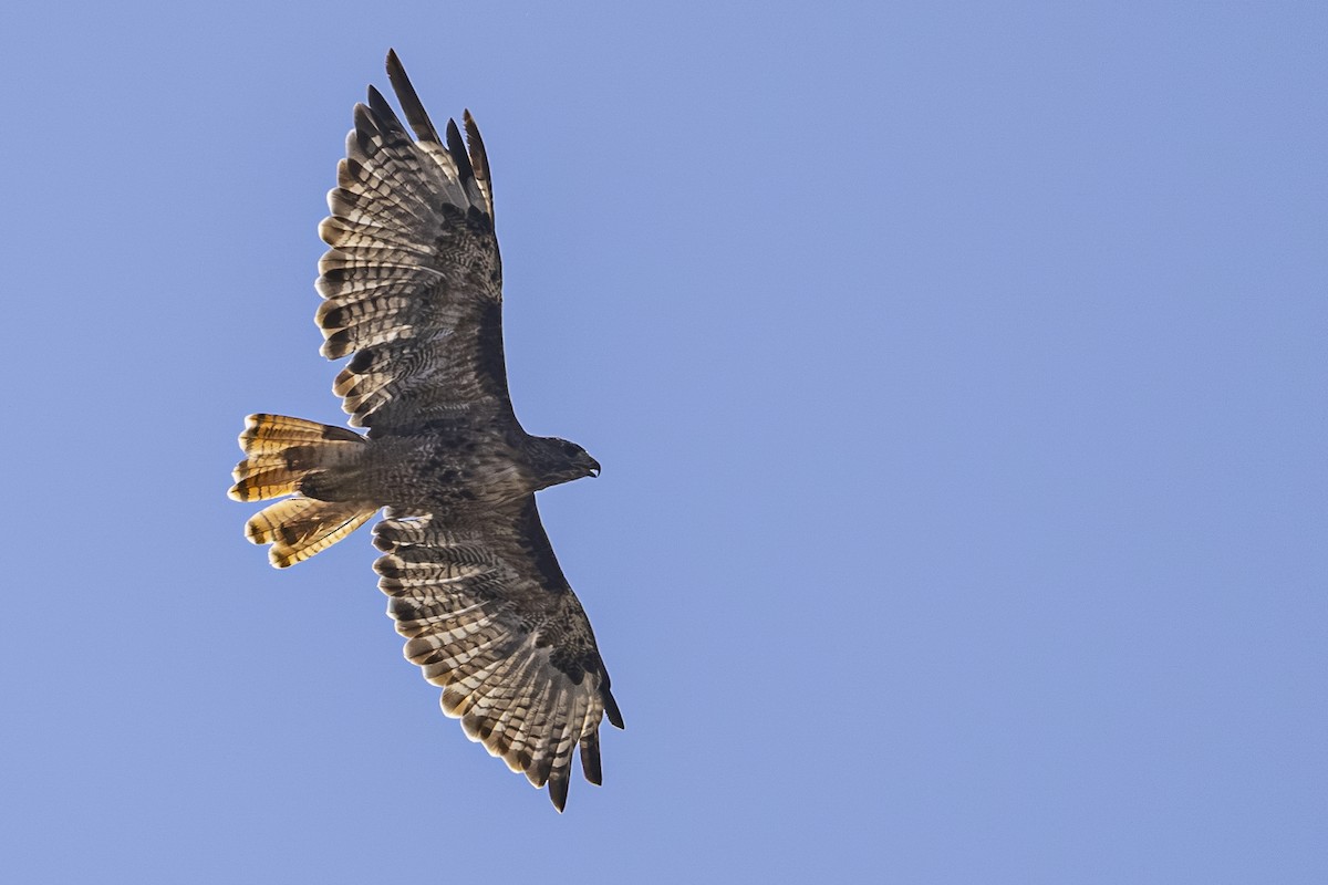 Red-tailed Hawk - ML642046143