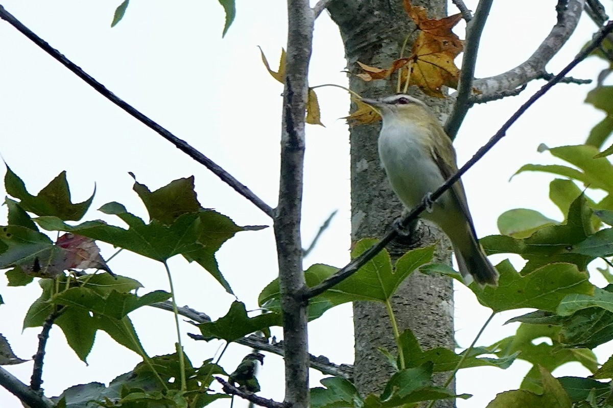 Kızıl Gözlü Vireo - ML642046146
