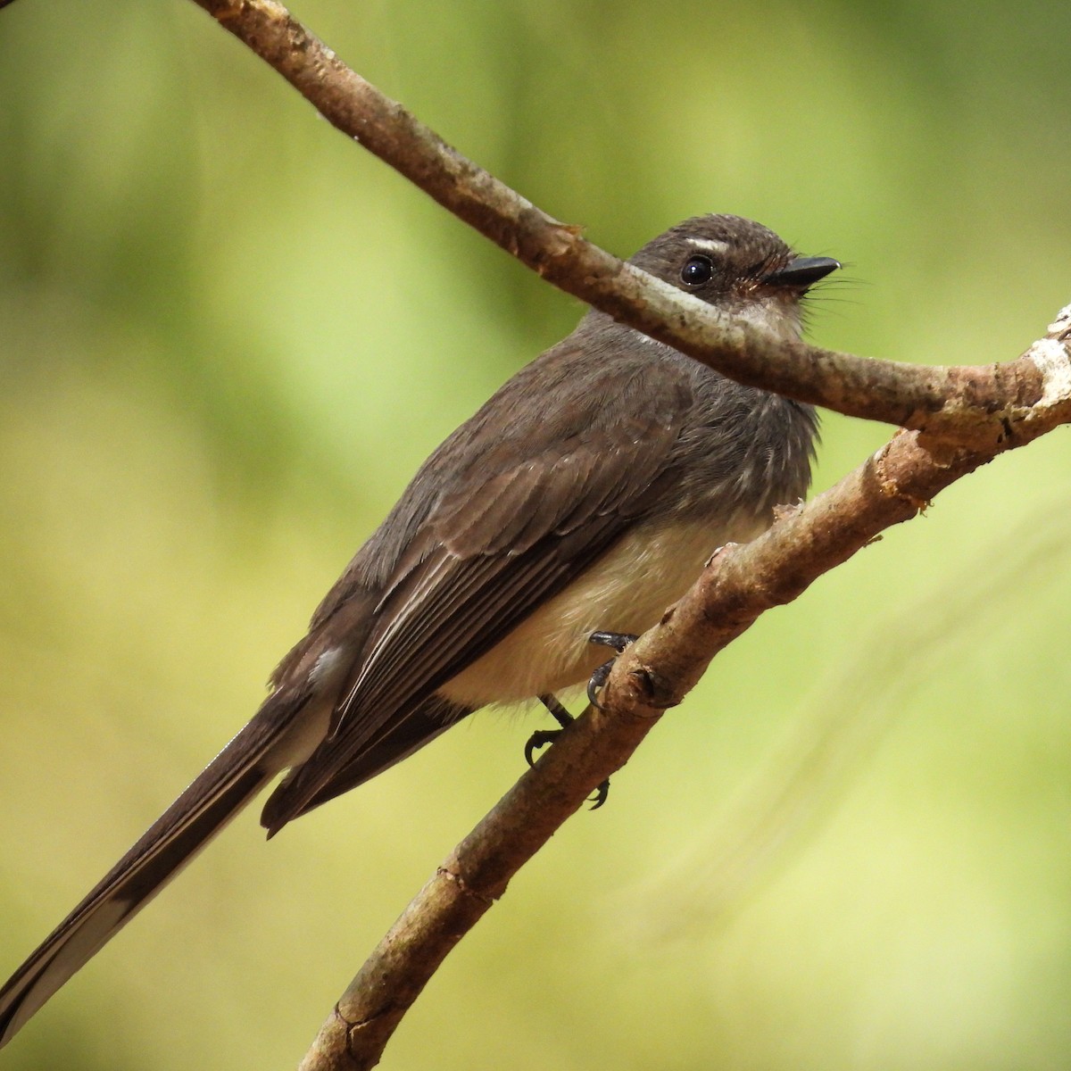 Northern Fantail - ML642046151