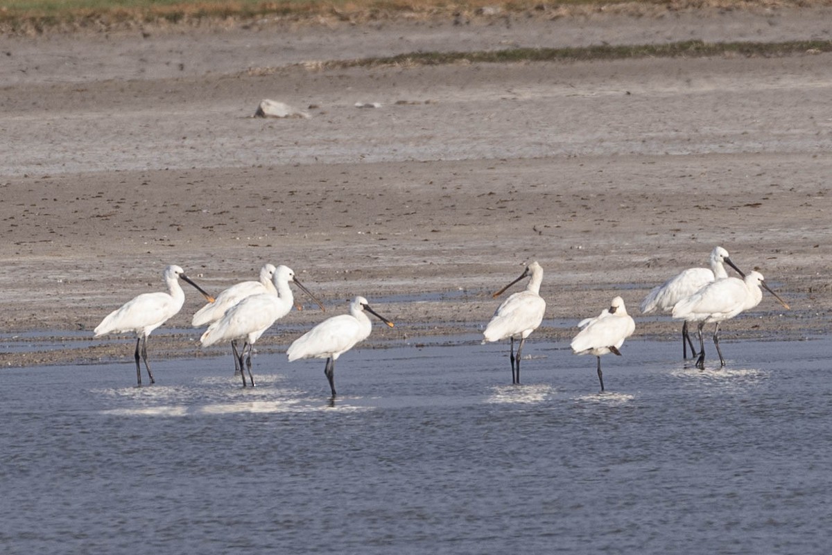 Eurasian Spoonbill - ML642046155