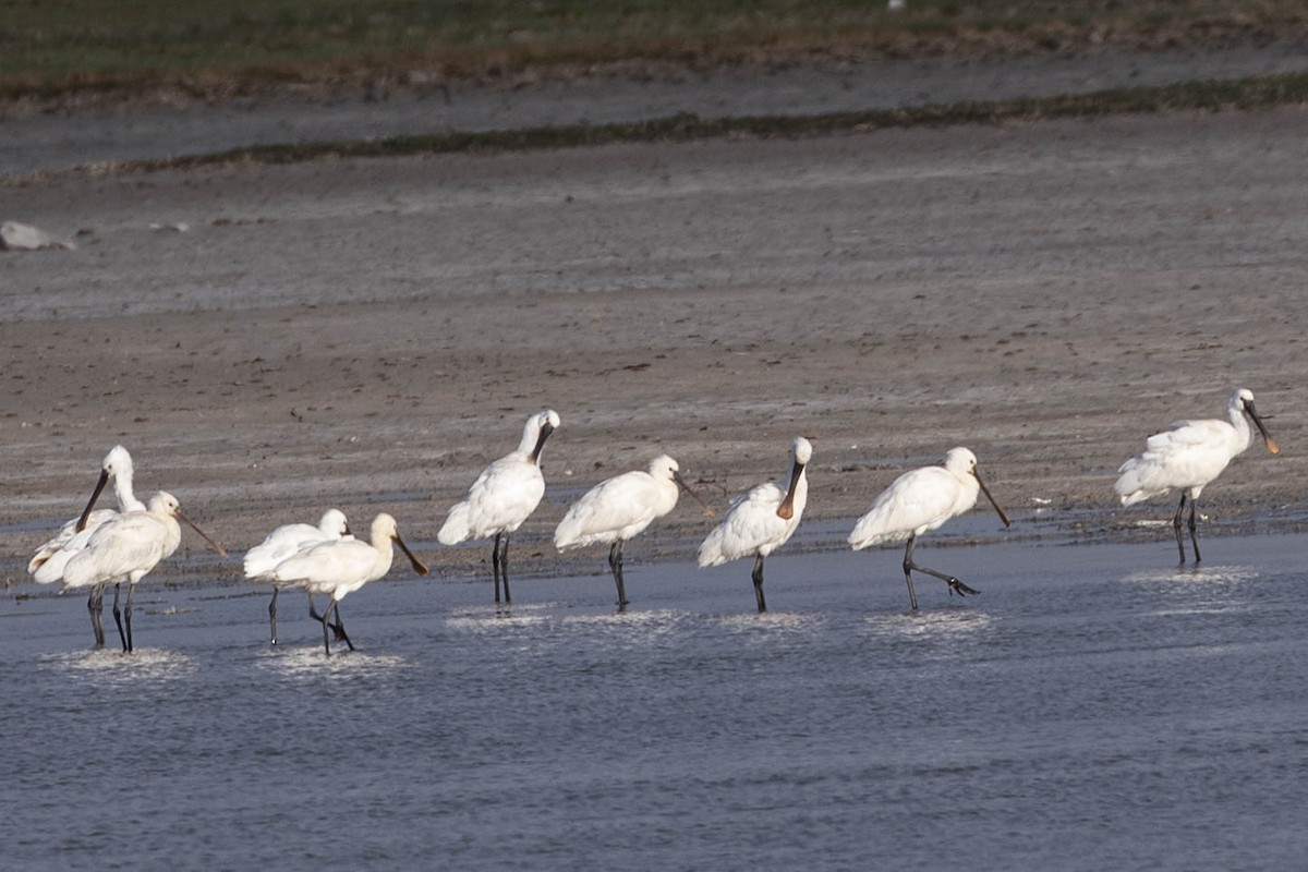 Eurasian Spoonbill - ML642046159