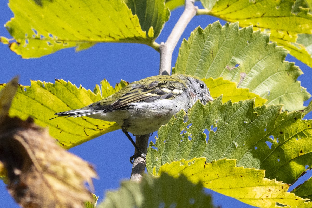 Chestnut-sided Warbler - ML642046162