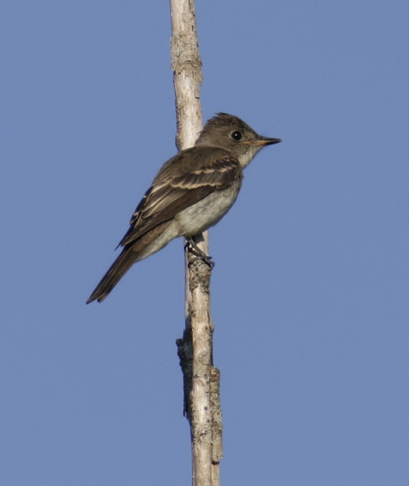 Eastern Wood-Pewee - ML642046167