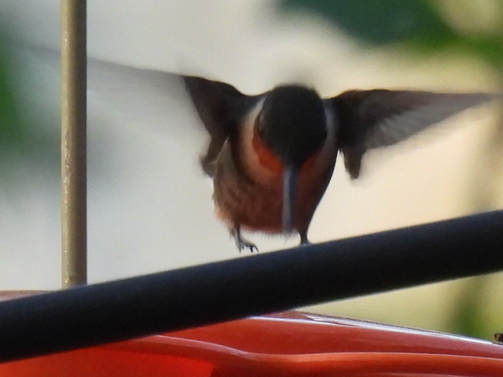 Ruby-throated Hummingbird - ML642046170