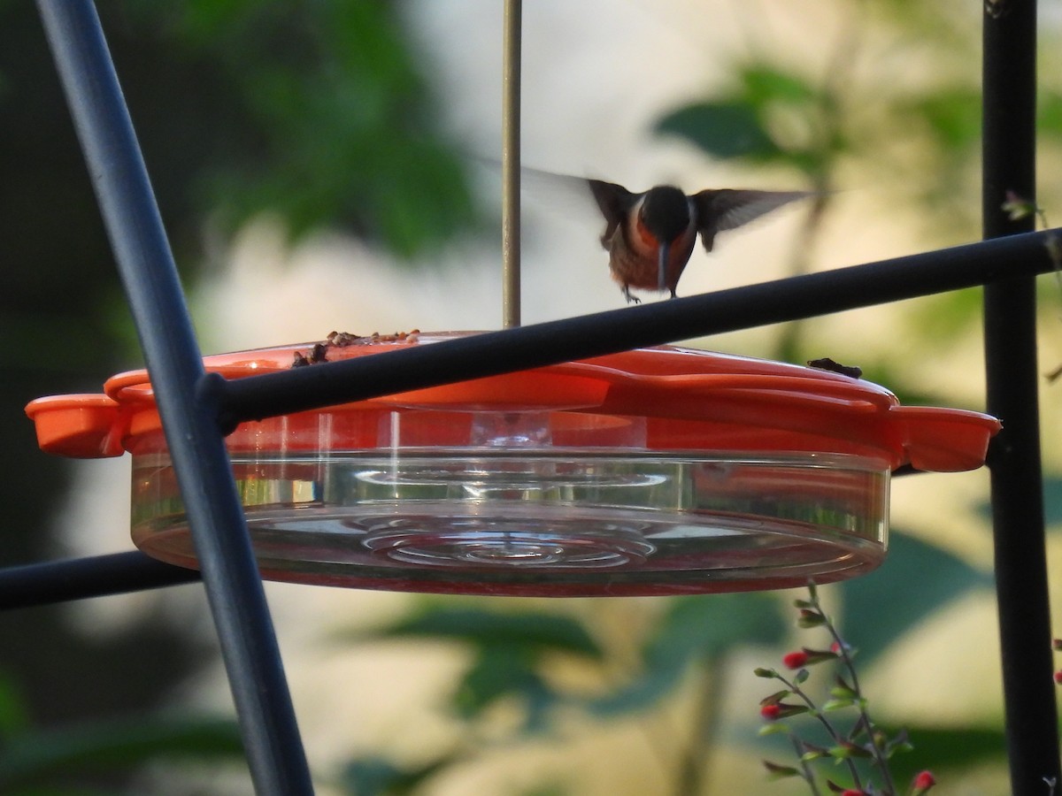 Ruby-throated Hummingbird - ML642046174