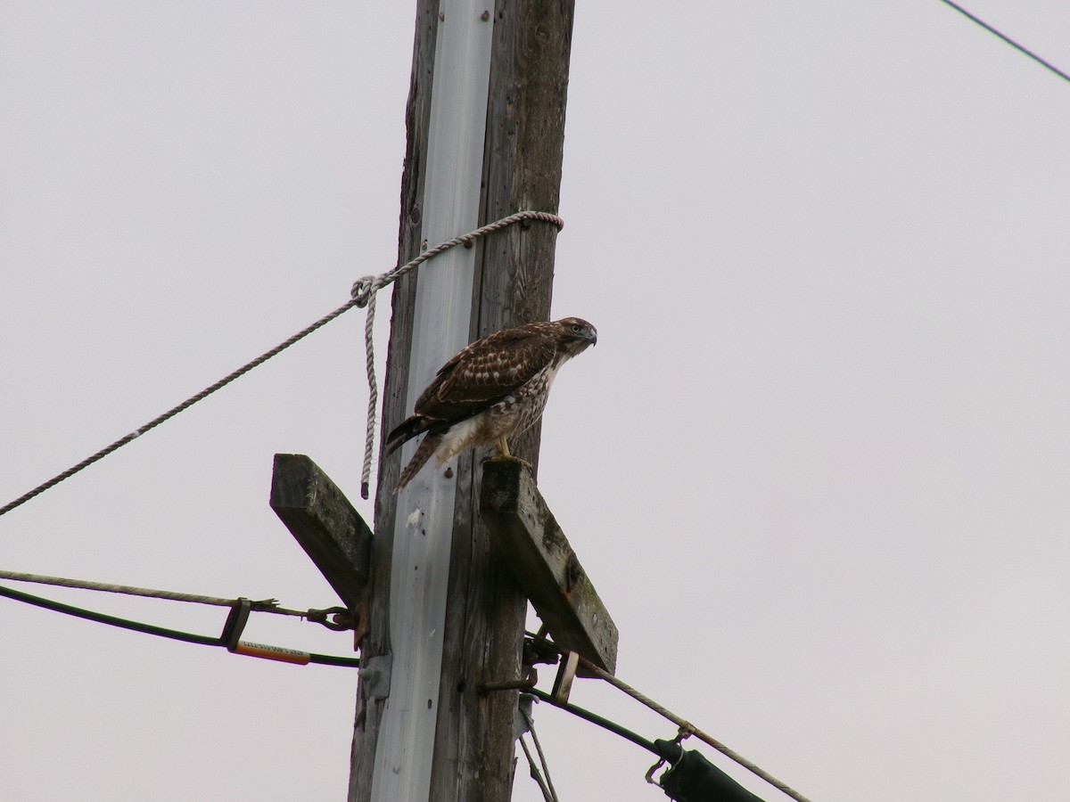 Red-tailed Hawk - ML642046178