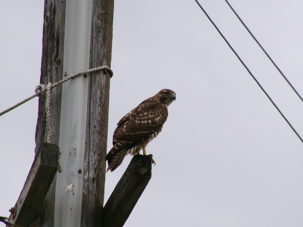 Red-tailed Hawk - ML642046179